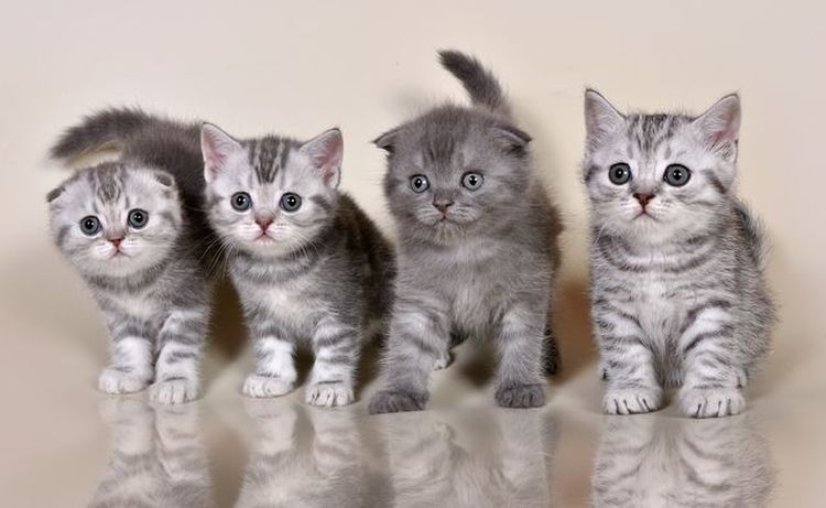 Какие породы кошек участвуют в рекламе вискас? шотландские прямоухие кошки