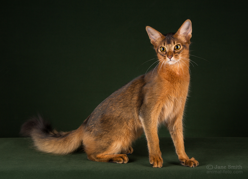 Злая кошка, характер, темперамент, породы, особенности поведения, фото - мир кошек
