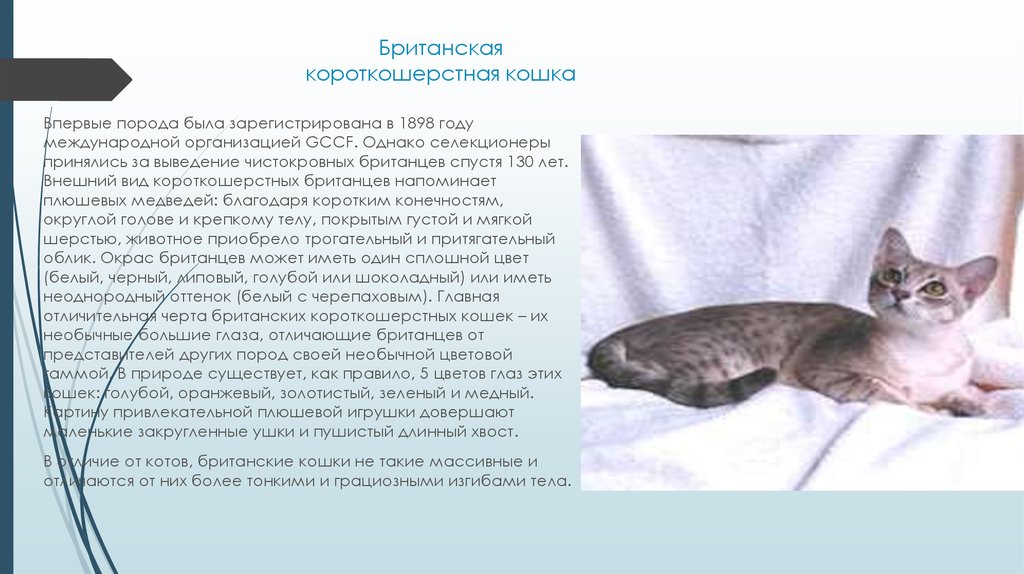 Невская маскарадная кошка: характер, как ухаживать за невской породой