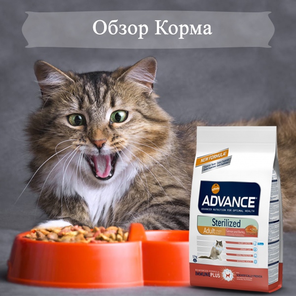 Обзор корма для кошек advance