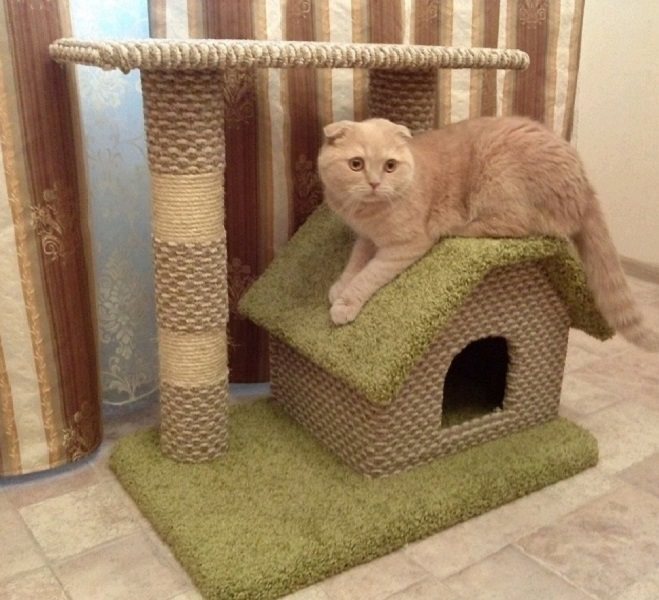 Что нужно кошке для комфортной жизни в маленькой квартире