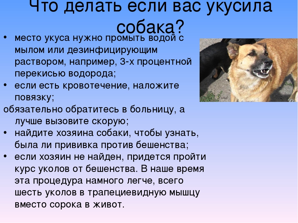 «щенячье поведение» или почему собака писается от радости? - gafki.ru