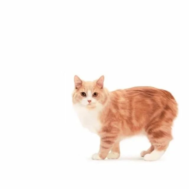 Кимрик или уэльская кошка