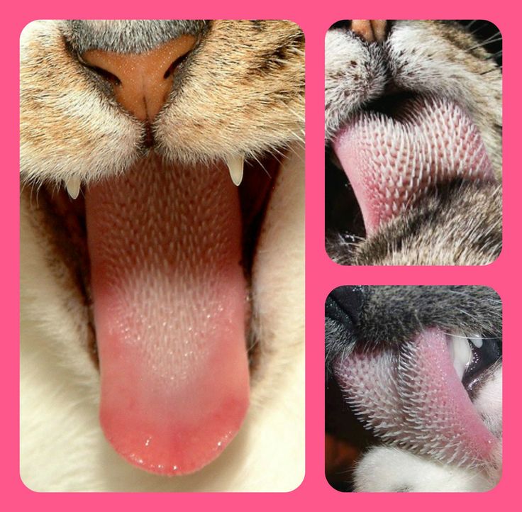 Как выглядит под микроскопом кошачий язык, почему он шершавый: описание и фото язычка кошки