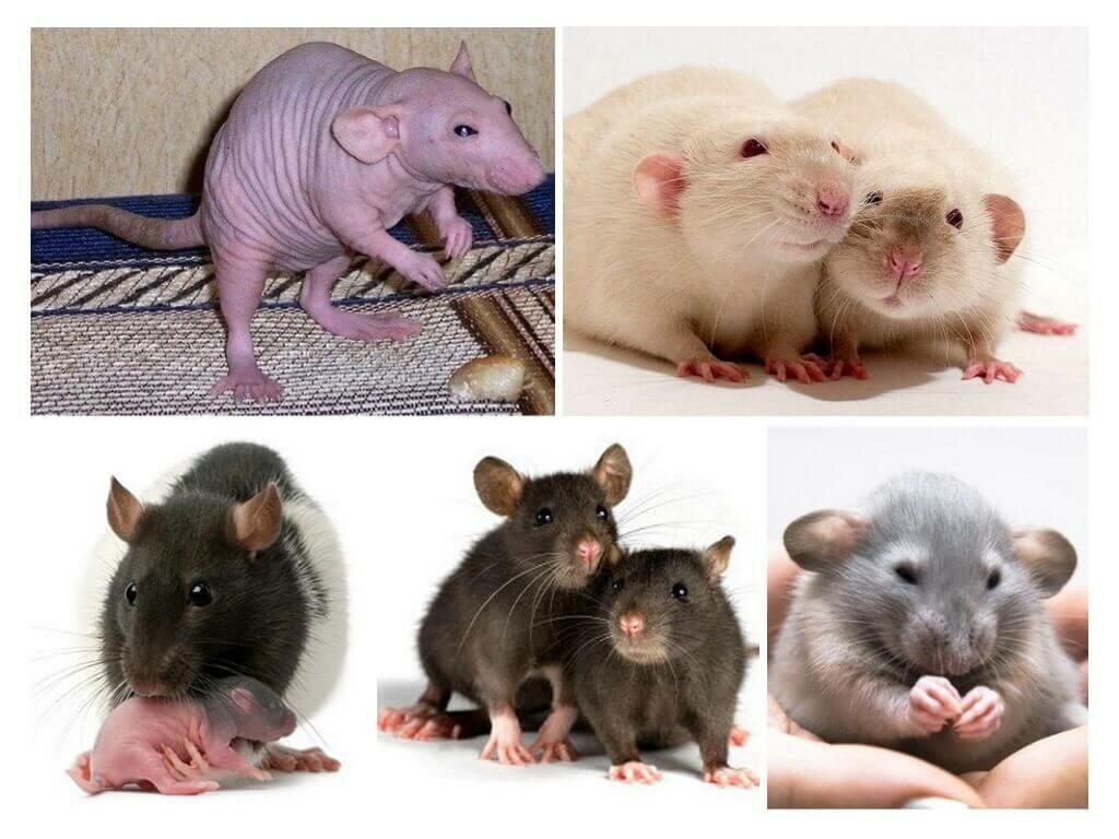 Декоративные крысы - какую породу выбрать?