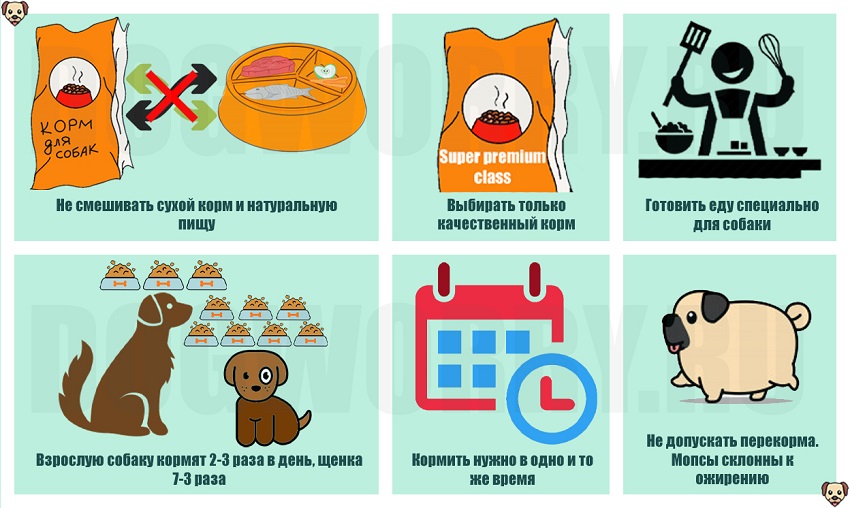 Чем кормить мопса: сухой корм или натуральное питание