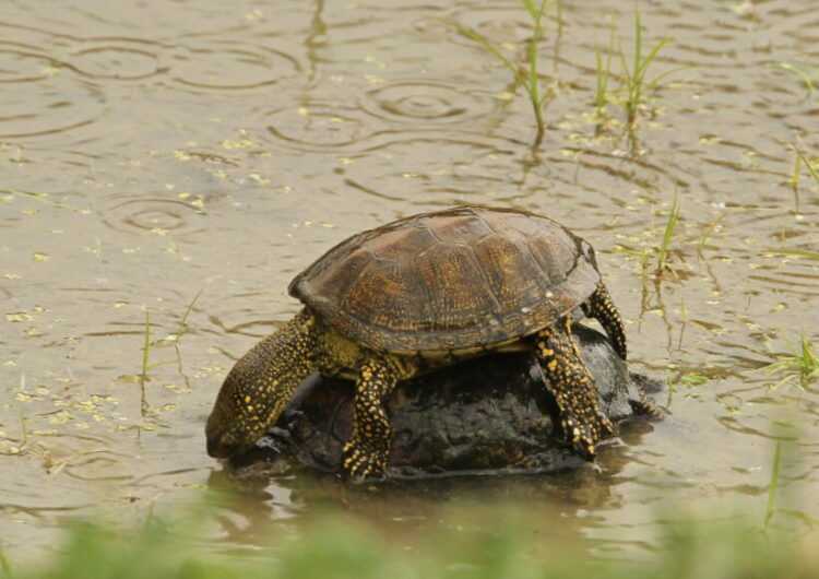 Водная черепаха: содержание в домашних условиях, сколько они стоят, как часто их надо чистить, как ухаживать