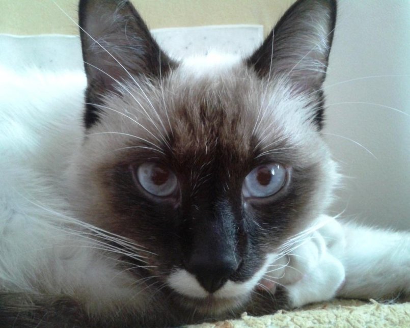 Балинезийская кошка: описание породы, уход за питомцем в домашних условиях