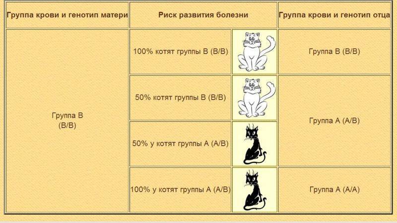 Группы крови у кошек и котов: есть ли, сколько, таблица