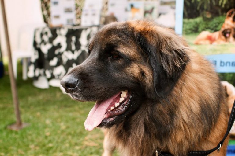 Леонбергер: фото собаки и описание породы, уход, цена на щенка