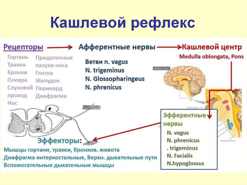 Кошка чихает и слезятся глаза — чем лечить?