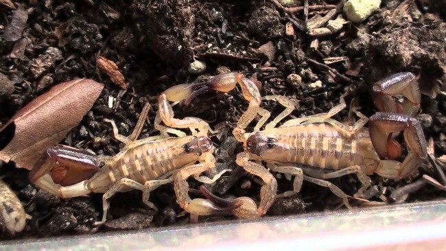 Скорпионы в природе и в обществе
: экзотика
: животные
: subscribe.ru