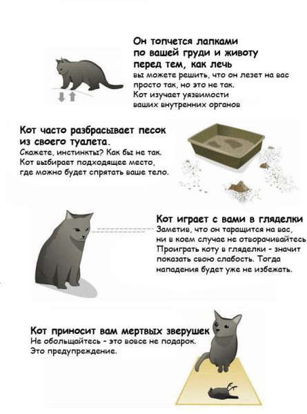 Признаки раздраженного кота и то, - поведение кошки 2021