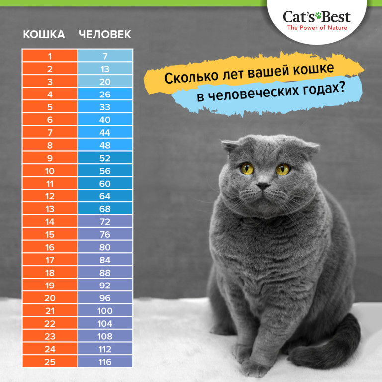 Продолжительность жизни кошек и котов