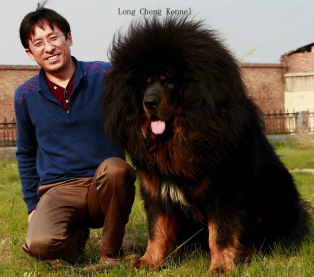 Тибетский мастиф: одна из самых крупных и дорогих собак