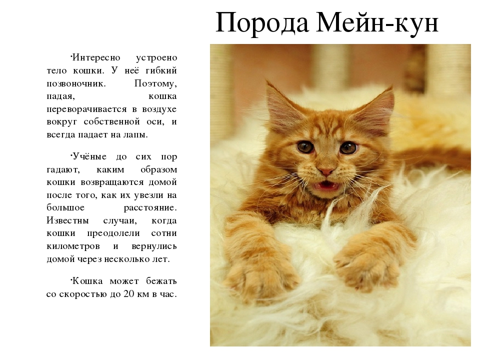 Содержание породы мейн-кун: особенности, уход и кормление большого кота