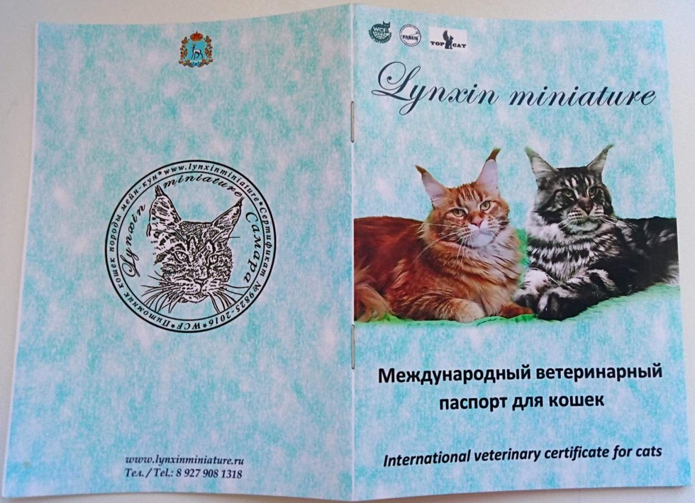 Правила оформления ветеринарного паспорта для кошки