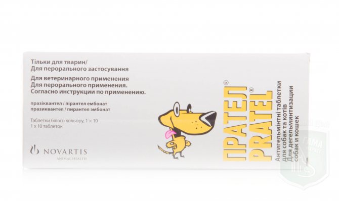 Прател для собак: медикаментозное действие, форма выпуска, противопоказания, стоимость - kupipet.ru