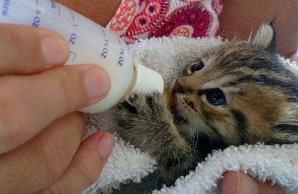 Чем кормить новорожденного котенка? как выкормить его без кошки с помощью заменителя кошачьего молока в домашних условиях?