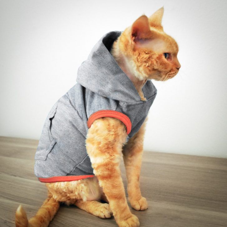 Одежда для котов своими