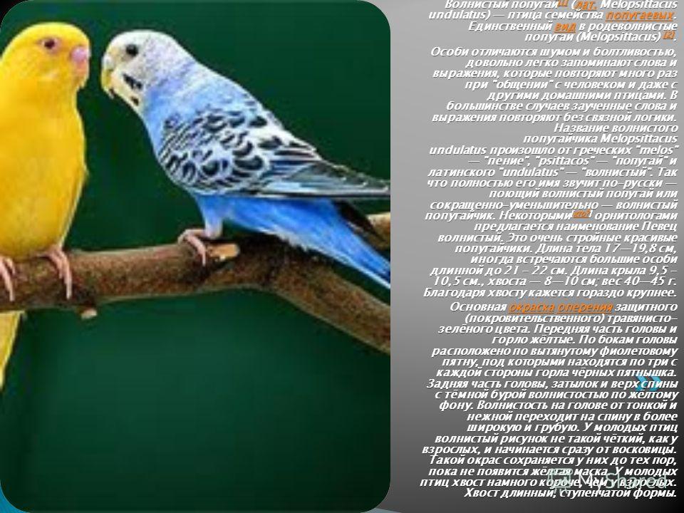 Имена для попугаев: прикольные, красивые, интересные и популярные клички для попугаев-девочек и попугаев-мальчиков