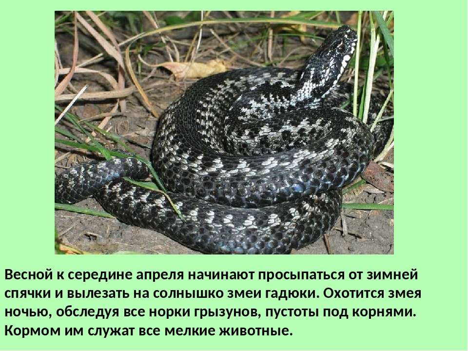 Гадюка змея. описание, особенности, виды, образ жизни и среда обитания гадюки | живность.ру