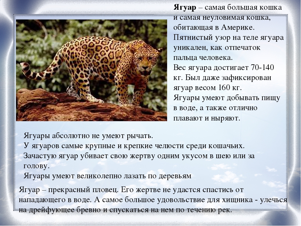 50 интересных фактов о ягуарах