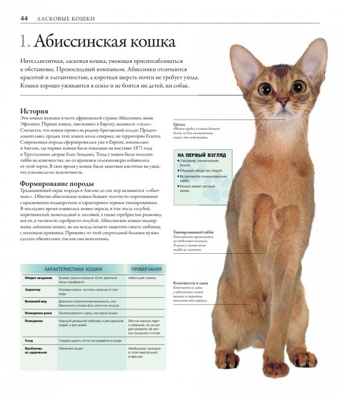 Абиссинская кошка: описание породы с фото — pet-mir.ru