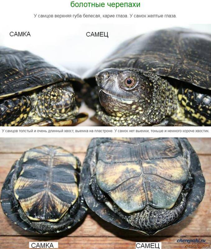 Как определить пол красноухой черепахи в домашних условиях