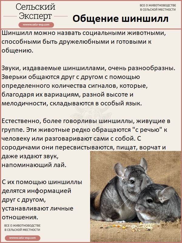 ᐉ что едят шиншиллы - режим дня и питания, прикорм - zooon.ru