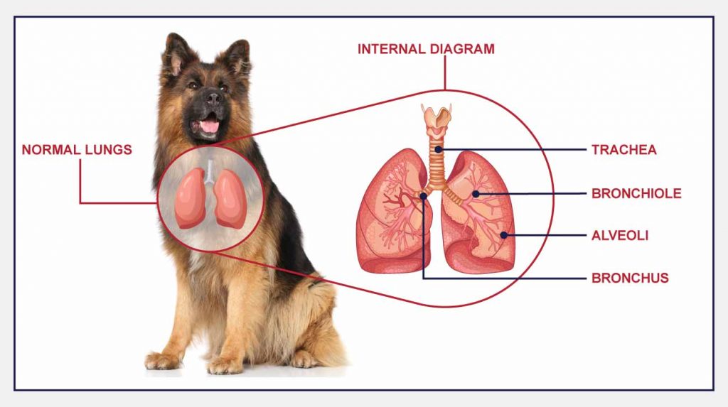 Болезни органов дыхания у собак: причины, признаки, лечениеветлечебница рос-вет