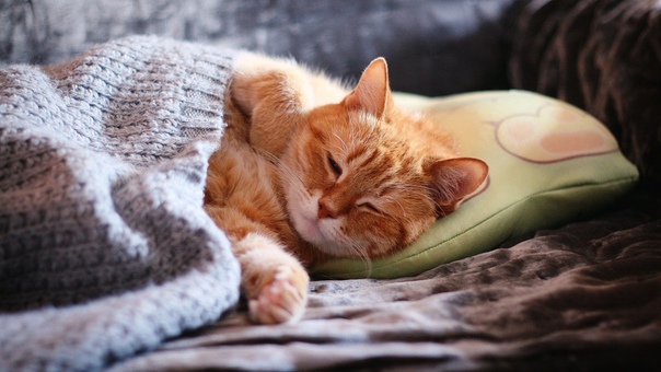 Можно ли спать с кошкой - плюсы и минусы