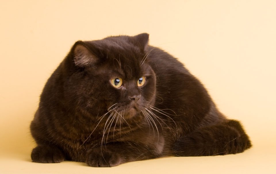 Мэнкс или мэнская кошка — описание пород котов