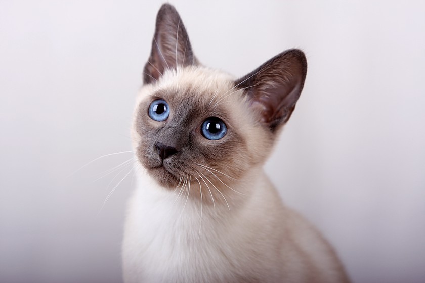 Тайская кошка (59 фото): описание характера котов тайской породы. выбор корма для котят. сколько живут пушистые кошки? отзывы владельцев