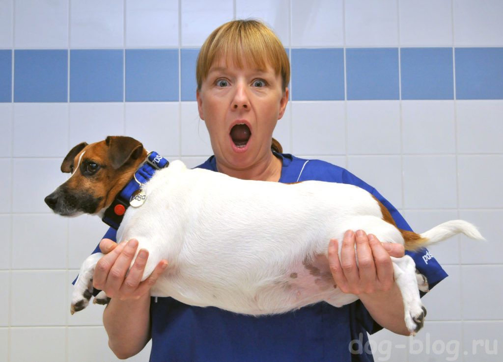 Ожирение у собак - последствия, лечение, оценка кондиции собаки в москве. ветеринарная клиника "зоостатус"
