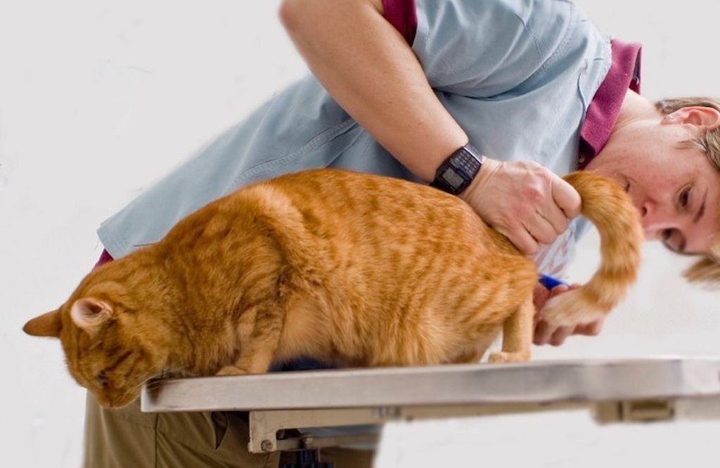 Как вылечить диарею у кота – эффективные способы