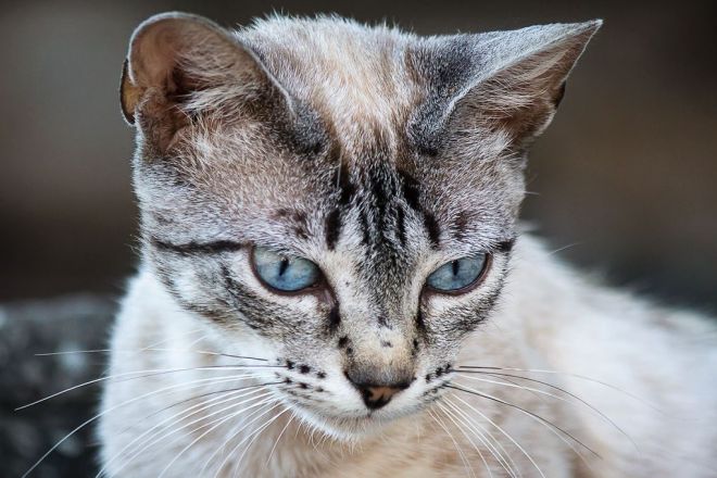 Охос азулес: описание внешности и характера, уход за питомцем и его содержание, выбор котёнка, отзывы владельцев, фото кота