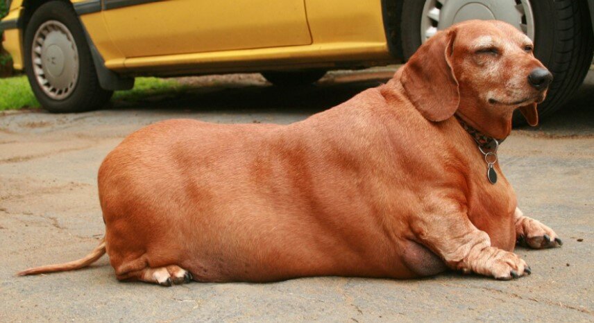 Проблемы со здоровьем у собаки при ожирении: рассматриваем тщательно