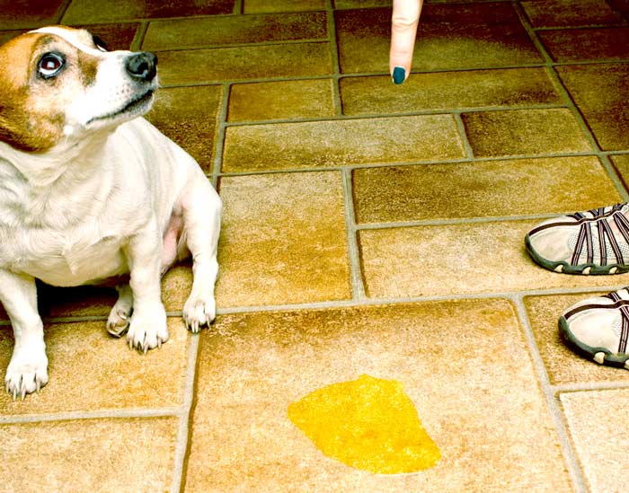 Собака метит в квартире: что делать и как справиться с проблемой