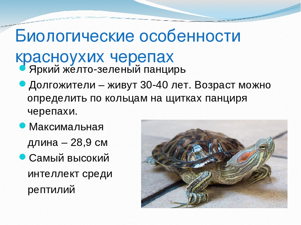 Что необходимо для содержания черепахи?