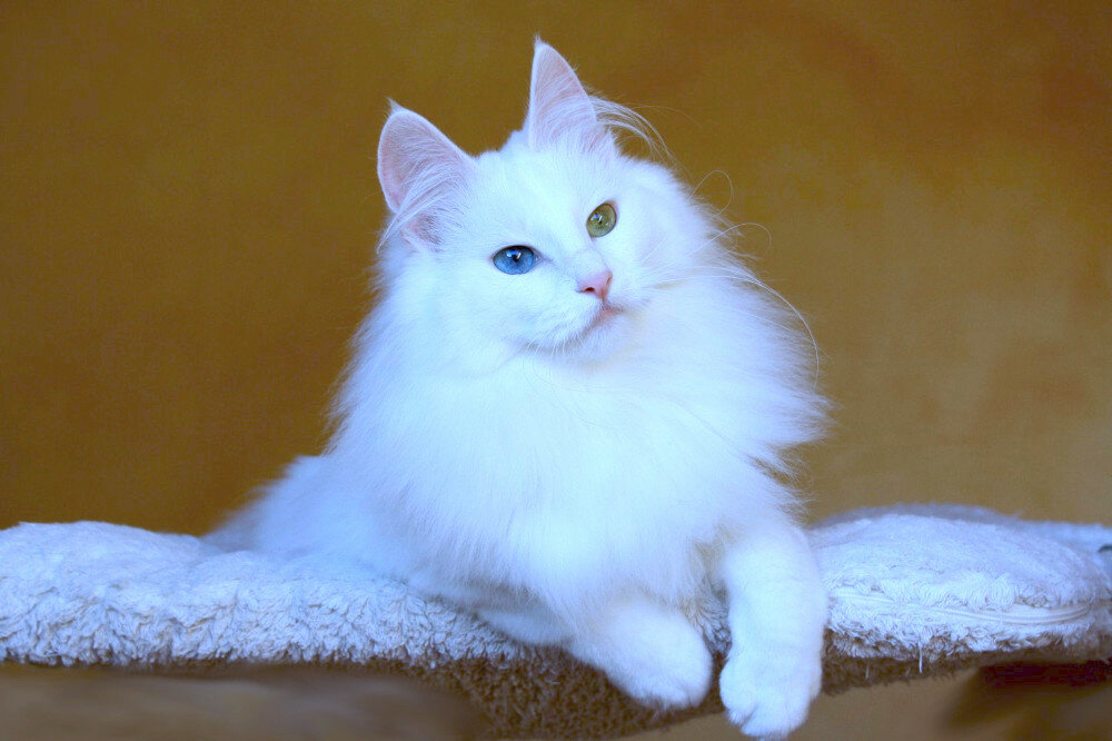 Ангорская кошка фото