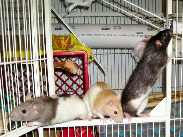 Домашняя декоративная мышь: уход и содержание в домашних условиях, фото белого мышонка с красными глазами, как правильно ухаживать и можно ли мыть