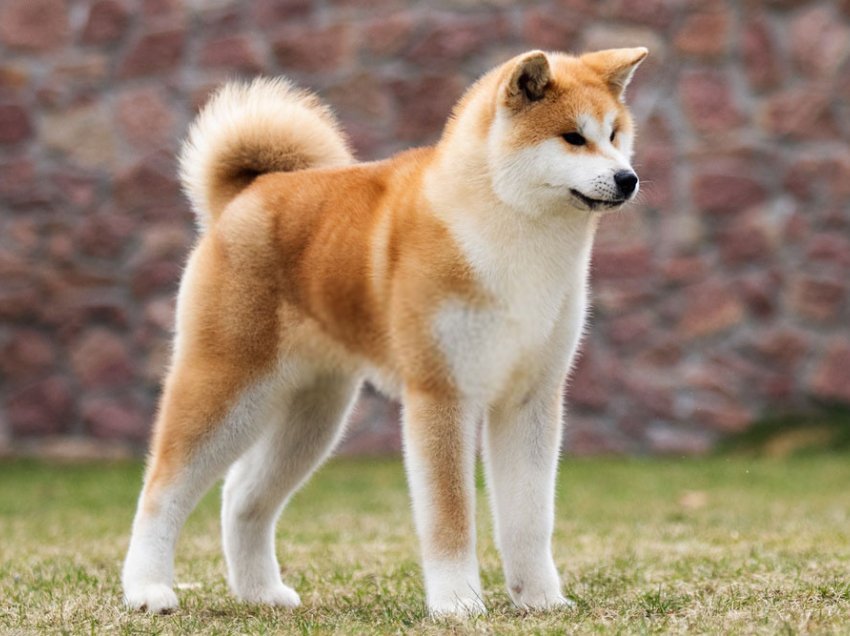 Породы японских собак: названия и фото