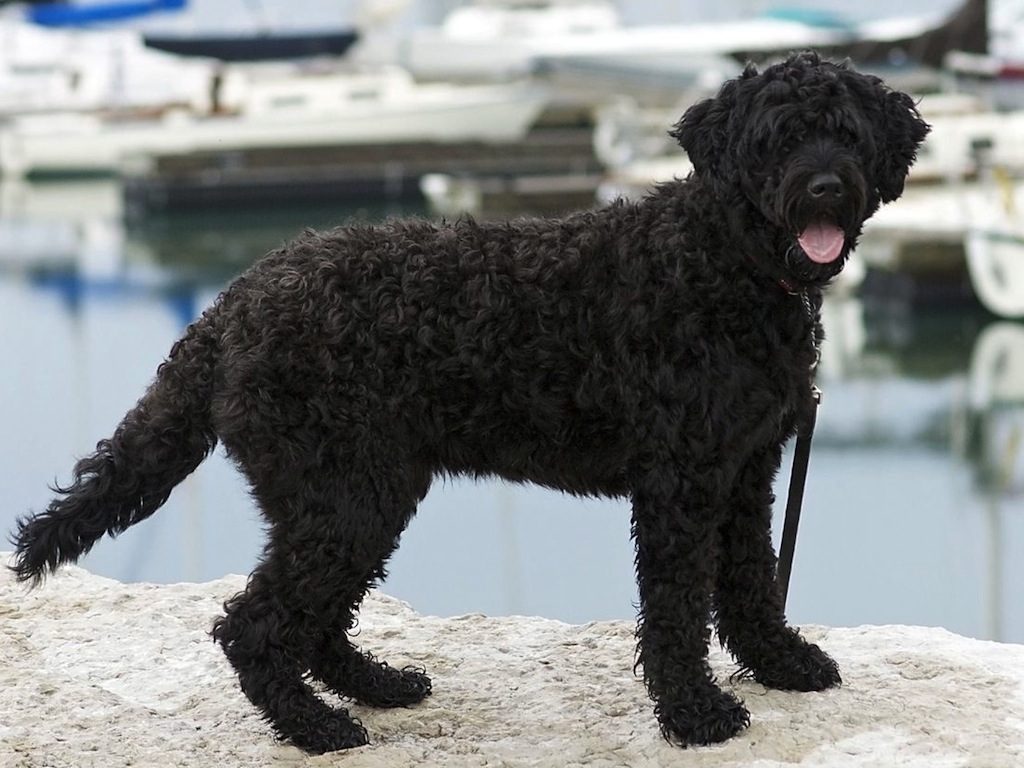 Испанская водяная собака - все о породе