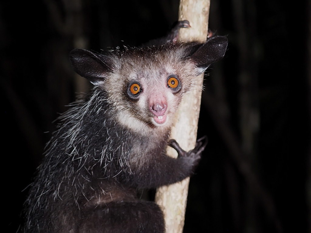 Мадагаскарская руконожка ай-ай - необычные животные