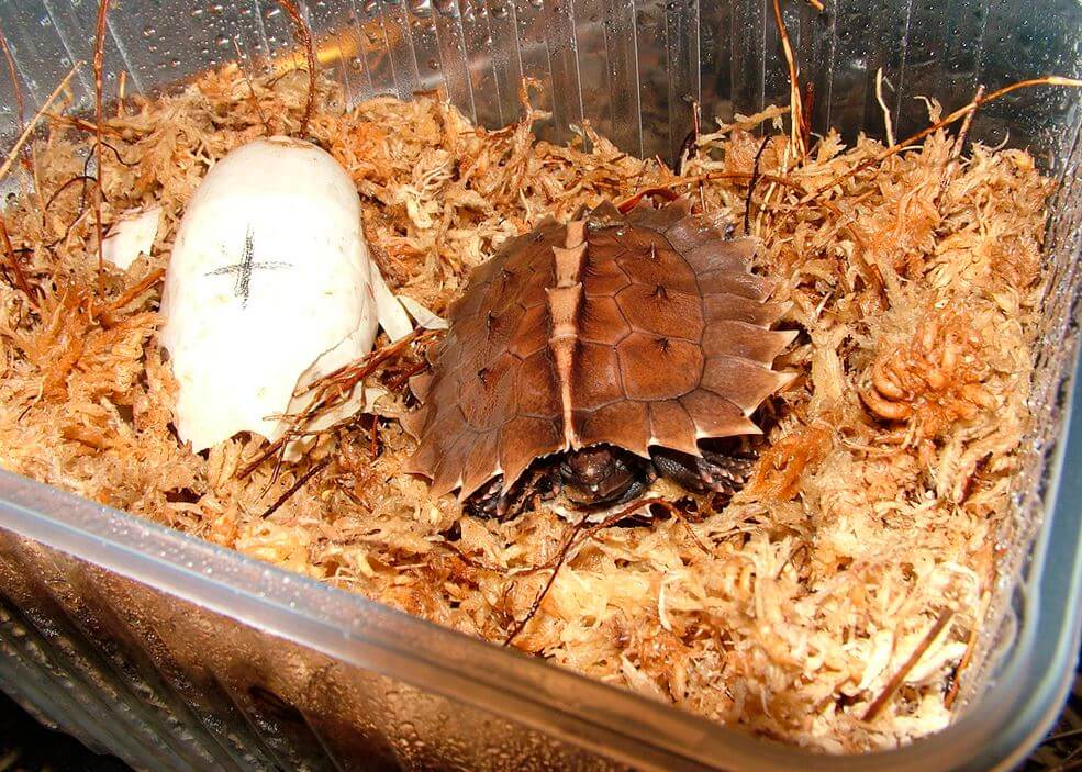 Семейство морские черепахи