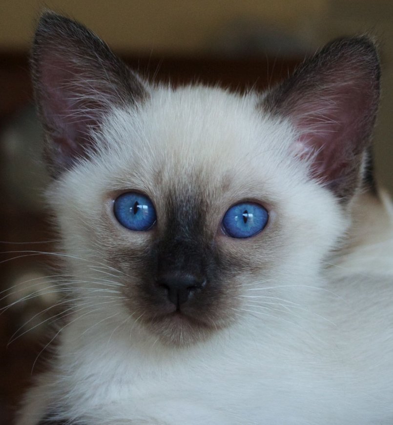 Порода кошки балинез, балийская или балинезийская кошка: характеристики, фото, характер, правила ухода и содержания - petstory