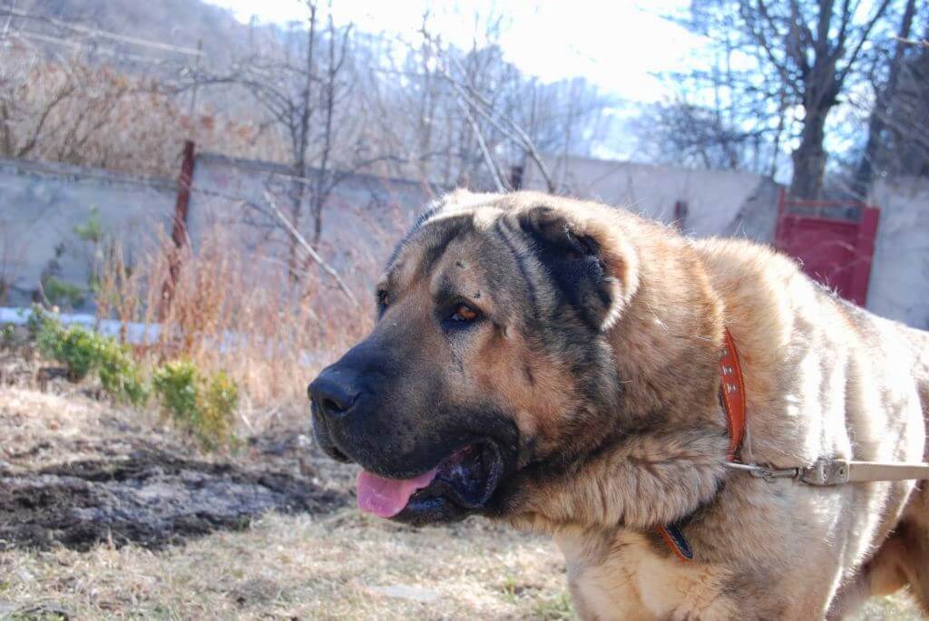 Характеристика собак породы гампр (армянский волкодав) с отзывами и фото