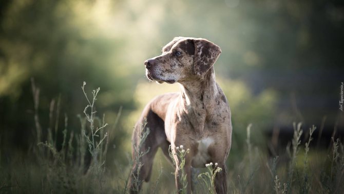 Собаки необычных пород – особенности и стандарты