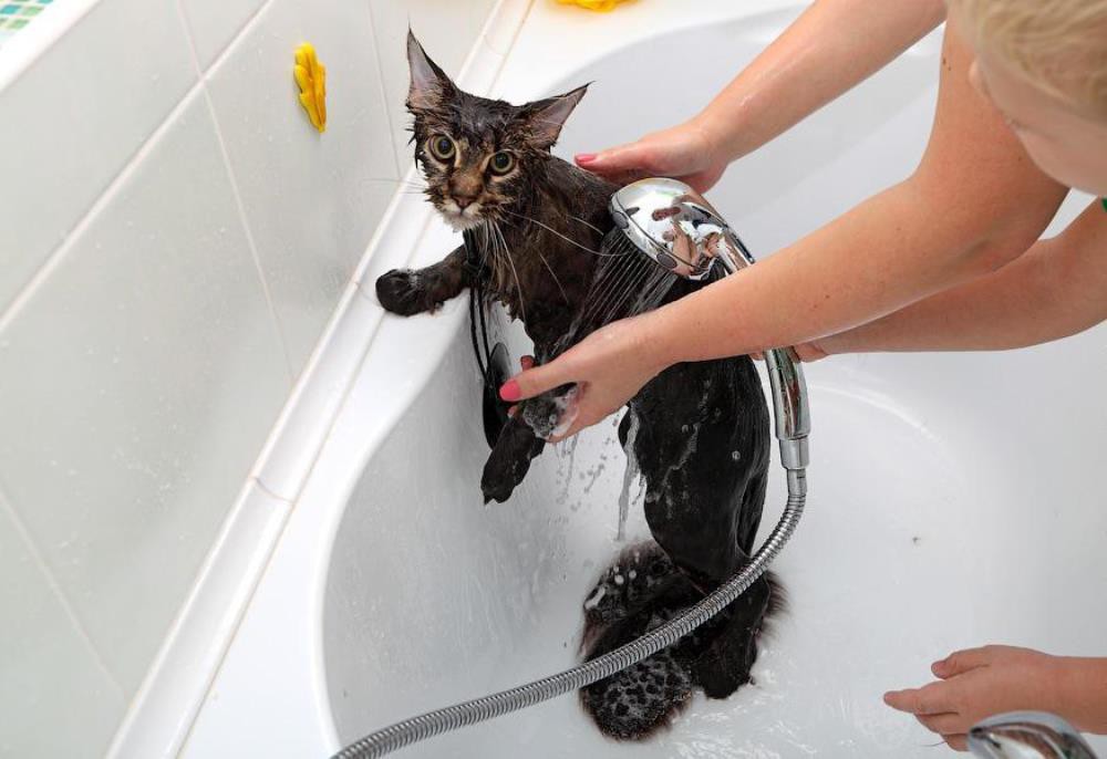 Как приучить кошку к воде, практические советы